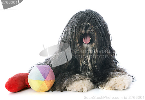 Image of Tibetan terrier