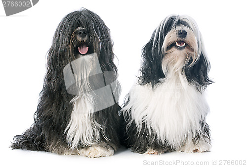 Image of Tibetan terrier