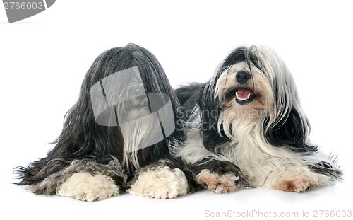 Image of Tibetan terrier