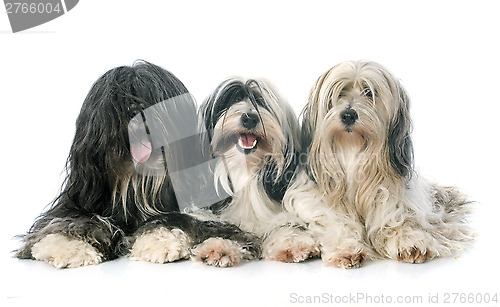 Image of three Tibetan terrier