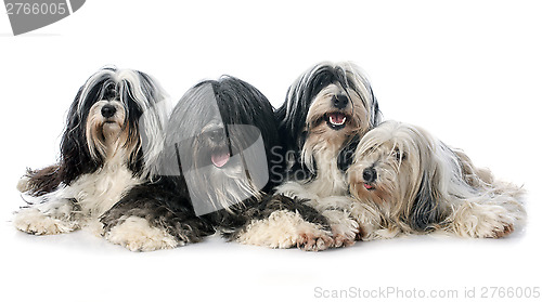 Image of four Tibetan terrier