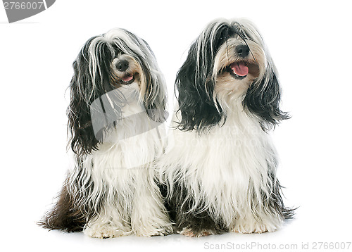 Image of two Tibetan terrier