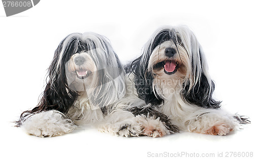 Image of two Tibetan terrier