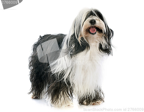 Image of Tibetan terrier