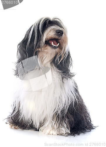 Image of Tibetan terrier