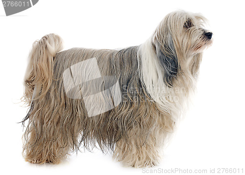 Image of Tibetan terrier