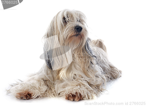 Image of Tibetan terrier