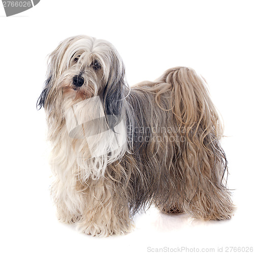 Image of Tibetan terrier