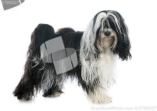 Image of Tibetan terrier