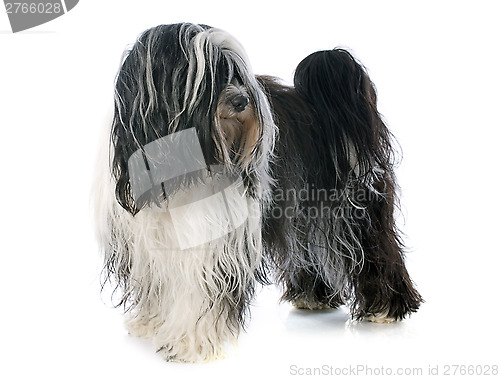 Image of Tibetan terrier