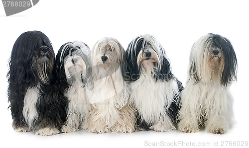 Image of five Tibetan terrier