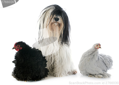 Image of Tibetan terrier and chicken