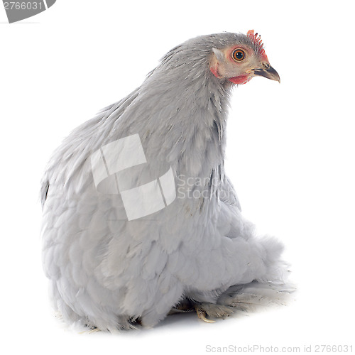Image of Pekin chicken