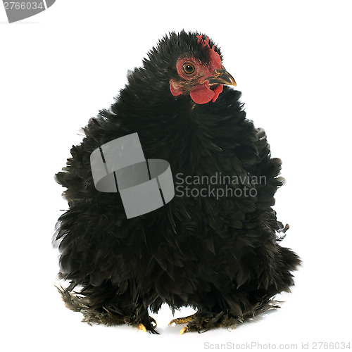 Image of Pekin chicken