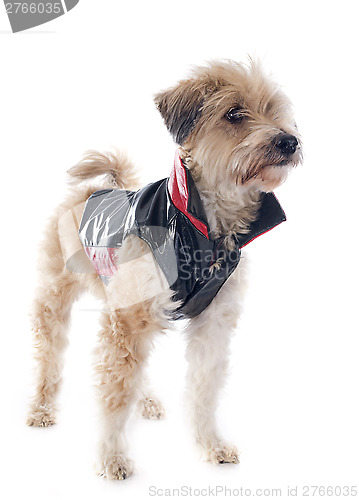 Image of dressed Tibetan terrier