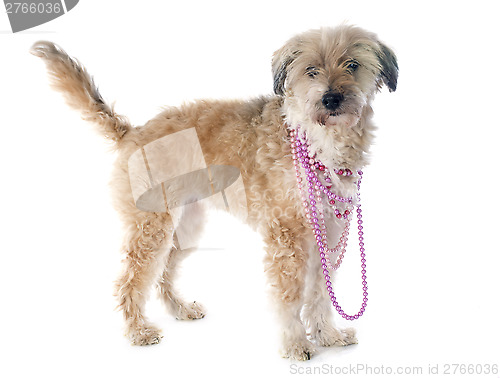 Image of Tibetan terrier