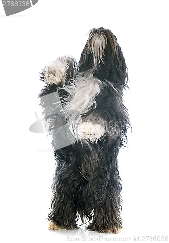 Image of Tibetan terrier up