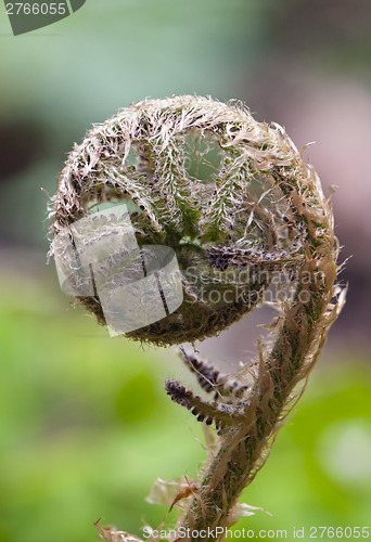 Image of Fern