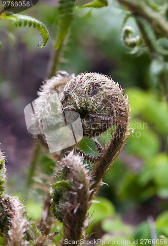 Image of Fern