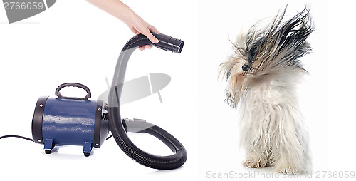 Image of hair dryer for dog