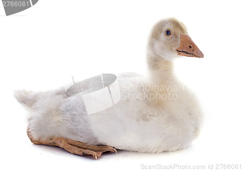 Image of gosling