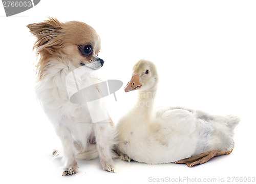 Image of gosling and chihuahua