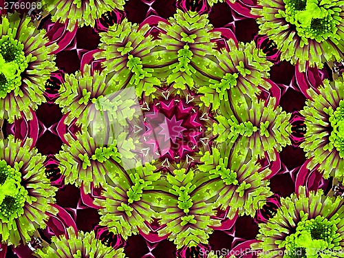 Image of Chrysanthemum natural pattern