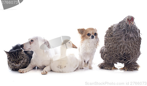 Image of five animal