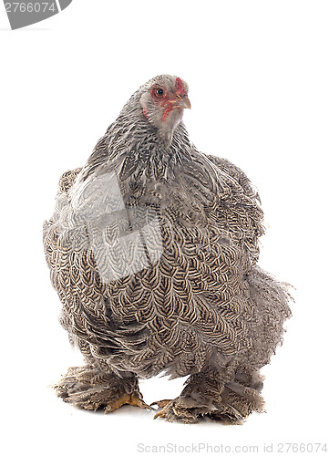 Image of brahma chicken