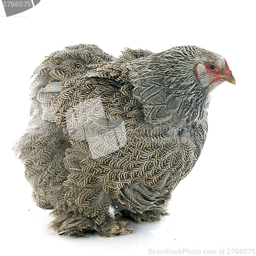 Image of brahma chicken