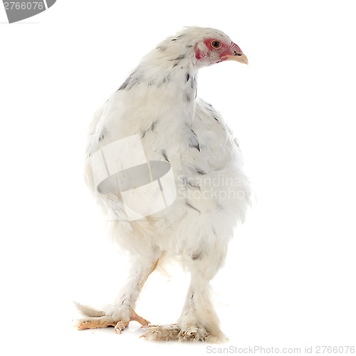 Image of brahma chicken