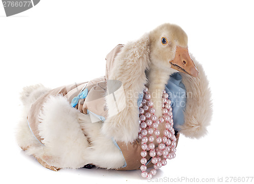 Image of dressed gosling