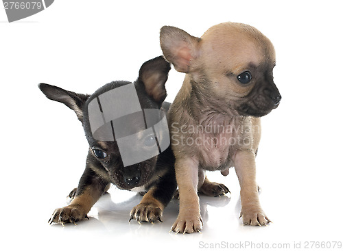 Image of puppies chihuahua