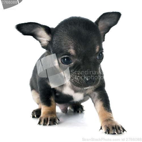 Image of puppies chihuahua