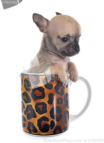 Image of puppy chihuahua in cup