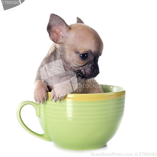Image of puppy chihuahua in cup