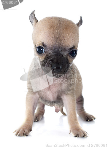 Image of puppy chihuahua