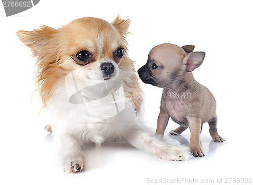 Image of puppy and adult chihuahua