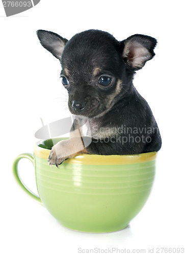 Image of puppy chihuahua