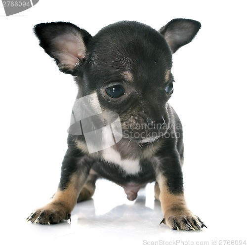 Image of puppy chihuahua