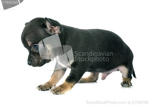 Image of puppy chihuahua