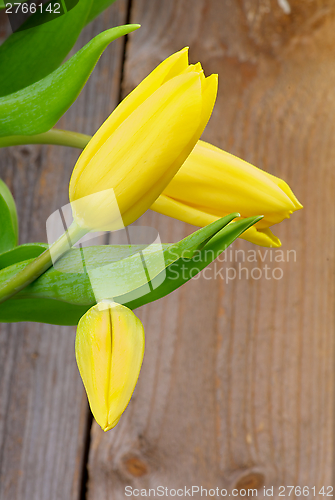 Image of Yellow Tulips