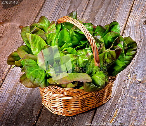 Image of Butterhead Lettuce