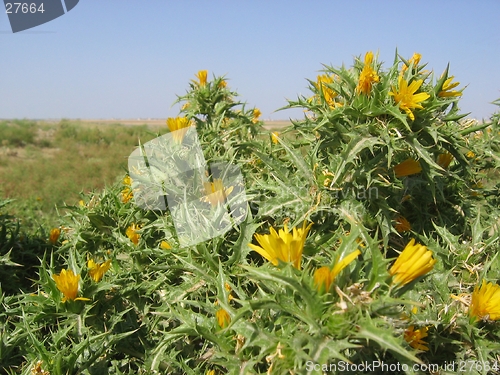 Image of Spikey plant in Turkish highlands