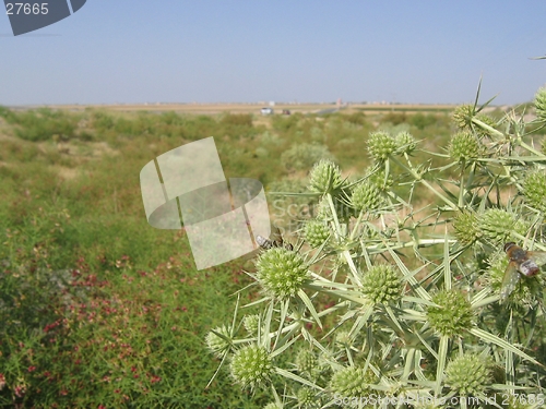 Image of A spikey plant in highlands