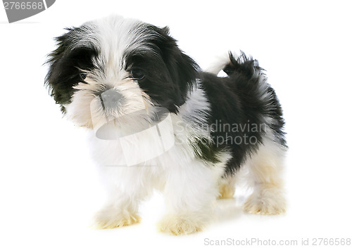 Image of puppy shitzu