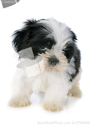 Image of puppy shitzu