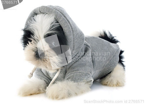 Image of dressed puppy shitzu