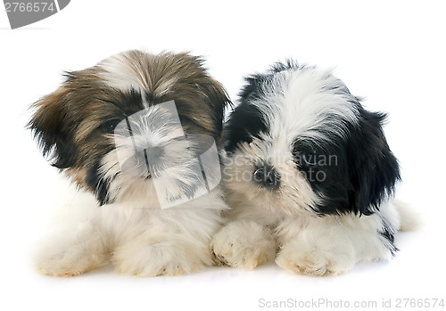 Image of puppies shitzu
