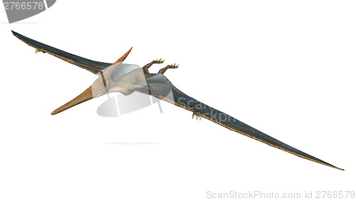 Image of Pteranodon